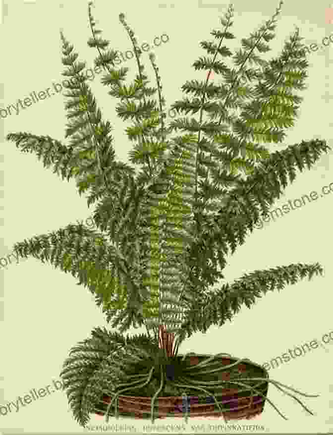 A Handprinted Botanical Print Of A Fern Creating Art From Nature: How To Handprint Botanicals
