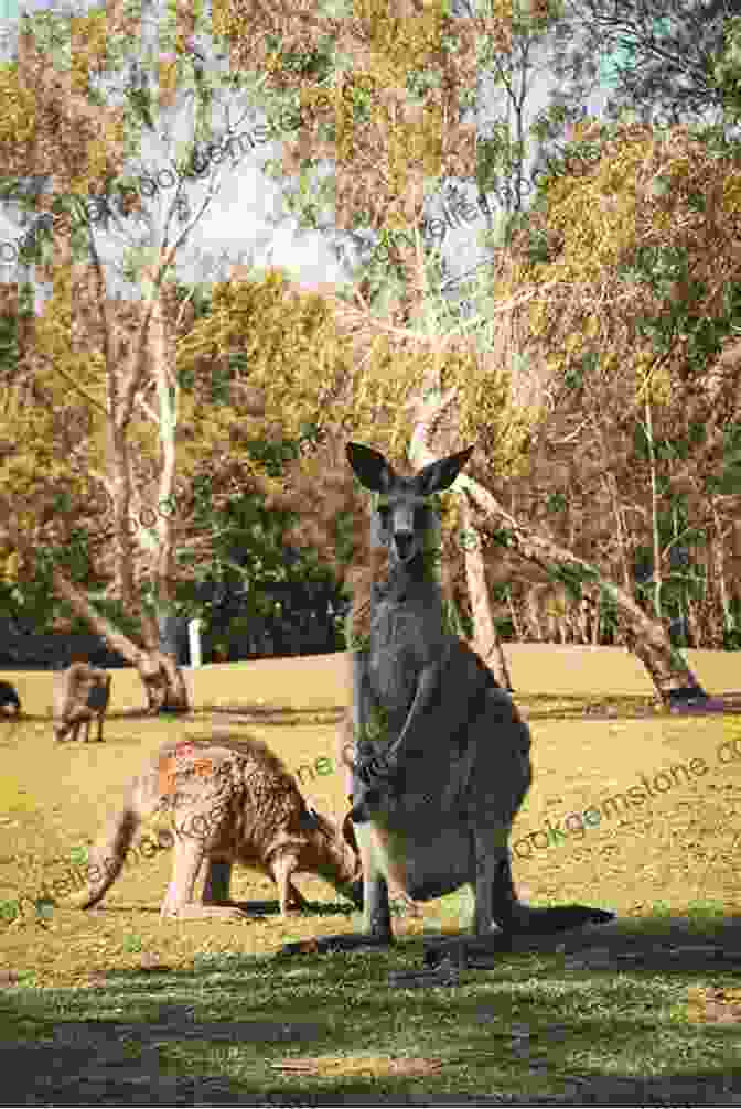 A Kangaroo Standing In A Field Surrounded By Dense Vegetation Explore Tasmania : Australia S Ultimate Self Drive Holiday Destination (My Australia )