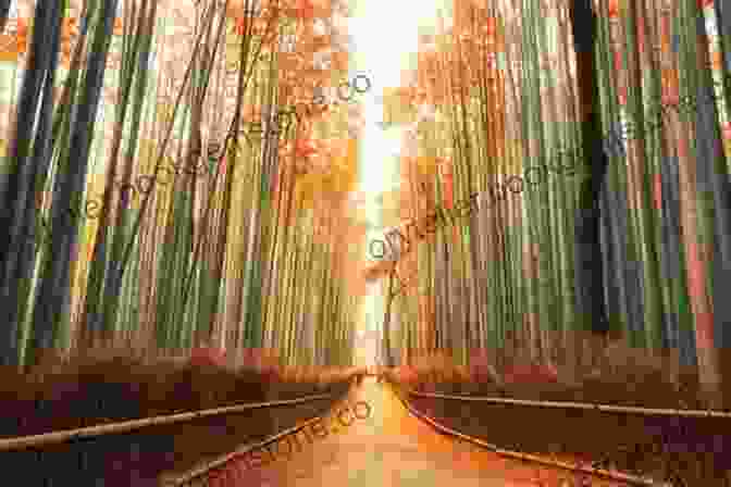 A Picturesque View Of The Arashiyama Bamboo Forest In Autumn, With Its Vibrant Hues Of Orange And Red The Lady And The Monk: Four Seasons In Kyoto (Vintage Departures)