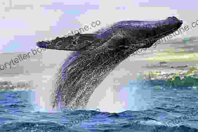 Humpback Whales Breaching In The Mona Passage The Island Hopping Digital Guide To Puerto Rico Part I The West Coast: Including The Mona Passage Mayaguez And Boqueron
